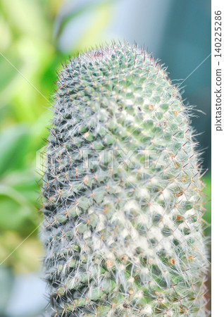 Mammillaria carmenae ,Mammillaria or cactus or succulent 140225286