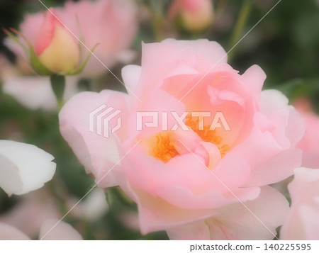 玫瑰(桃花 aff20260515061050) 玫瑰(桃花 aff20260515061050) 140225595