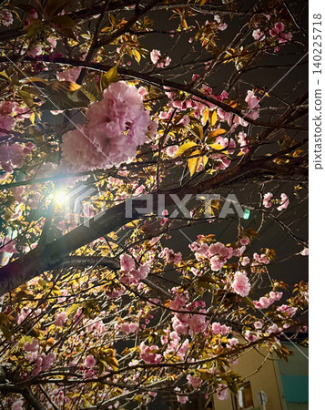 Double cherry blossoms 140225718