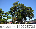Higashine's large zelkova tree 140225728