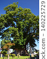 Higashine's large zelkova tree 140225729