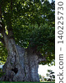 Higashine's large zelkova tree 140225730