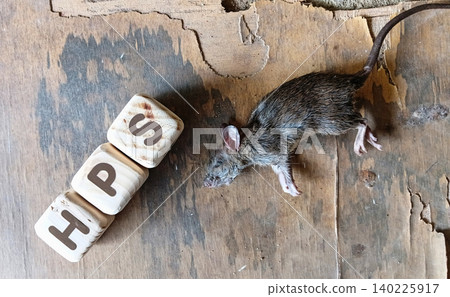 Hantavirus Pulmonary syndrome is spread through rodents or rat. Selective focus 140225917