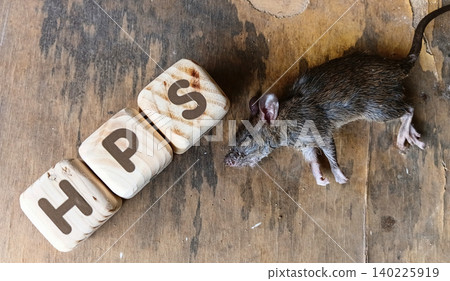 Hantavirus Pulmonary syndrome is spread through rodents or rat. Selective focus Hantavirus Pulmonary syndrome is spread through rodents or rat. Selective focus 140225919
