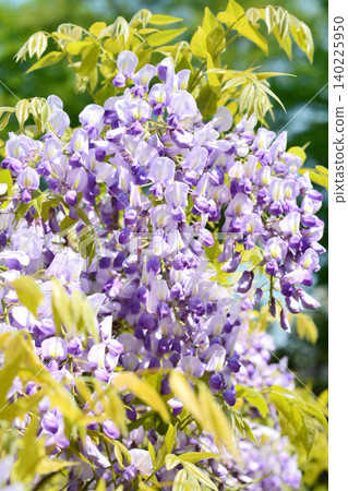 Wisteria flowers in full bloom Wisteria flowers in full bloom 140225950