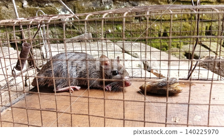 Selective focus of rat trapped in traps. rat are animals that spread Hantavirus. Selective focus of rat trapped in traps. rat are animals that spread Hantavirus. 140225970