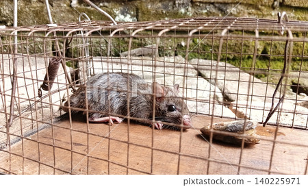 Selective focus of rat trapped in traps. rat are animals that spread Hantavirus. Selective focus of rat trapped in traps. rat are animals that spread Hantavirus. 140225971