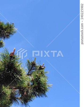 Pine tree (vertical orientation) Pine tree (vertical orientation) 140225982