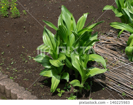 Cultivation of autumn crocus Cultivation of autumn crocus 140225983