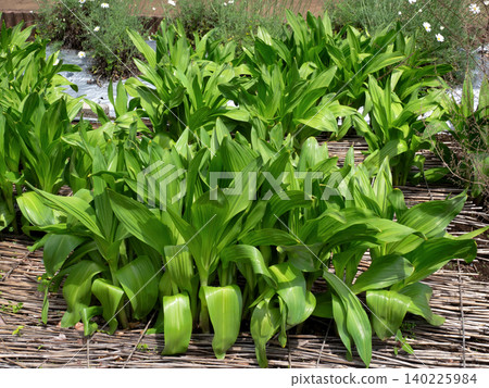 Cultivation of autumn crocus Cultivation of autumn crocus 140225984