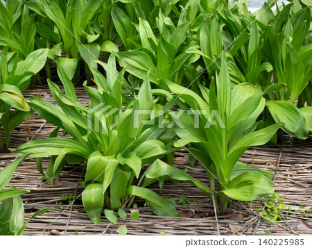 Cultivation of autumn crocus Cultivation of autumn crocus 140225985