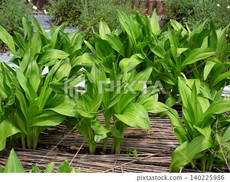 Cultivation of autumn crocus Cultivation of autumn crocus 140225986