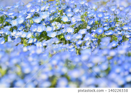 Nemophila Nemophila 140226338