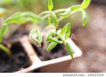 發芽的植物 發芽的植物 140227228