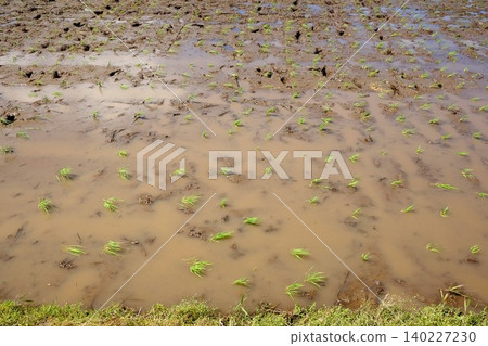 稻田;水稻種植完成後的稻田。 稻田;水稻種植完成後的稻田。 140227230