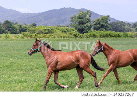 Racehorses galloping around a ranch in Shin-Urakawa Town, Hokkaido [July] 140227267