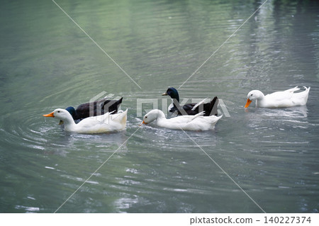 A horizontal side view of a group of domestic white Pekin ducks and dark mallard ducks swimming together on the calm grey water surface of a lake or pond. Natural ripples and soft reflections are 140227374