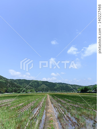 Under the blue summer sky, lush green rice paddies stretch out towards the mountain forests of Japan. Under the blue summer sky, lush green rice paddies stretch out towards the mountain forests of Japan. 140227466