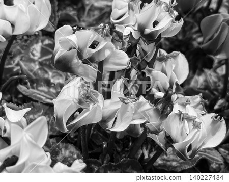 The scent of cyclamen ~Monochrome~ 140227484