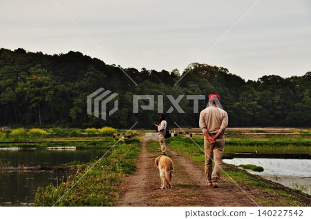 一名男子牽著狗狗沿著寧靜的農場小路散步,周圍環繞著稻田。 一名男子牽著狗狗沿著寧靜的農場小路散步,周圍環繞著稻田。 140227542