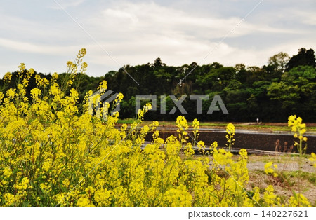 The lush rural landscape of Hitachinaka City and the yellow rape blossoms. The lush rural landscape of Hitachinaka City and the yellow rape blossoms. 140227621