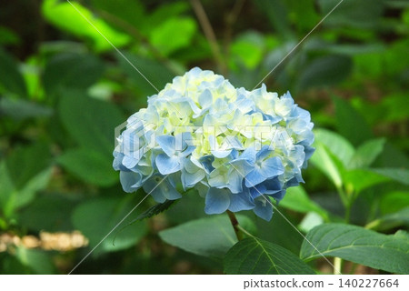 Hydrangeas at Tonboike Park Hydrangeas at Tonboike Park 140227664