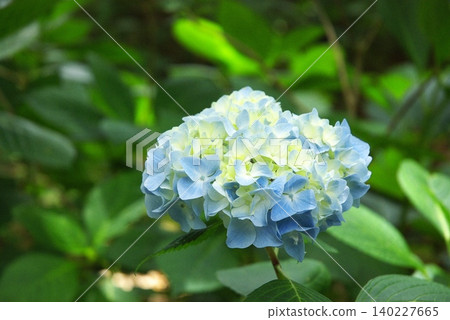 Hydrangeas at Tonboike Park Hydrangeas at Tonboike Park 140227665