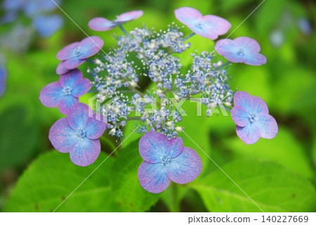 Hydrangeas at Tonboike Park Hydrangeas at Tonboike Park 140227669