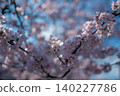 櫻桃樹 140227786