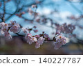 櫻桃樹 140227787