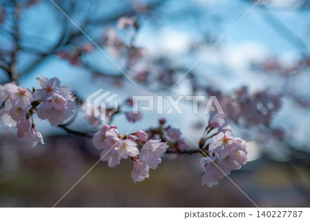 櫻桃樹 140227787