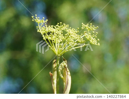 Fennel - May 2026 Fennel - May 2026 140227864