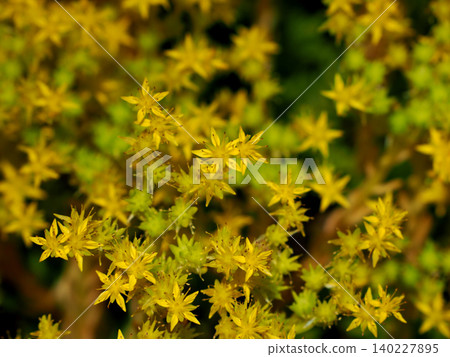 Commodimanengsa (a couple of years old grass) 140227895