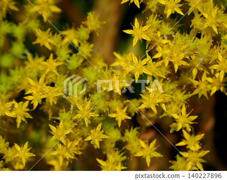 Commodimanengsa(幾年的草) Commodimanengsa(幾年的草) 140227896