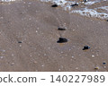 Coastal Tranquility: Sandy Shoreline Adorned with Pebbles and Seashells 140227989