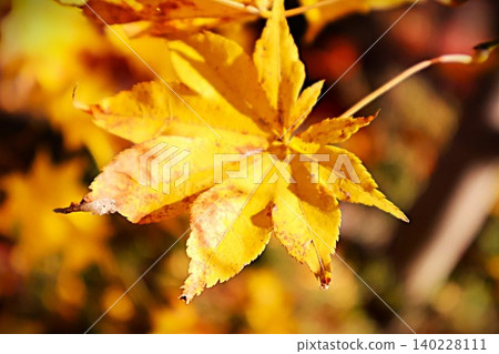 Yellow autumn leaves Yellow autumn leaves 140228111