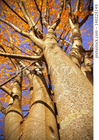 Autumnal leaves Autumnal leaves 140228149