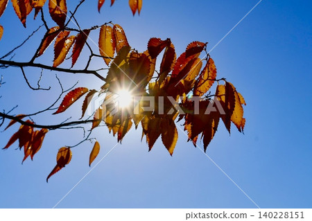Light of Hope Light of Hope 140228151