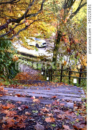 Carpet of fallen leaves Carpet of fallen leaves 140228161