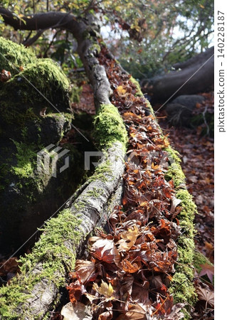 Moss-covered fallen tree Moss-covered fallen tree 140228187