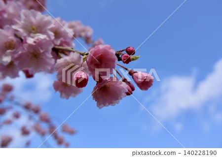Sakura that shines in the blue sky Sakura that shines in the blue sky 140228190