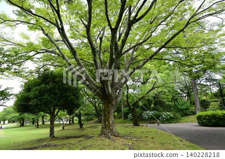 城北公園(靜岡市)260606pm1:32 城北公園(靜岡市)260606pm1:32 140228218