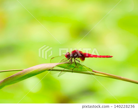 Red dragonfly - a picturesque perched pose Red dragonfly - a picturesque perched pose 140228236