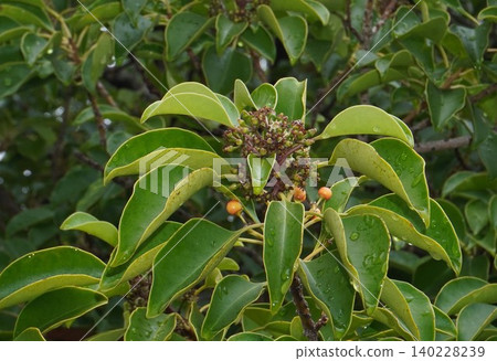 Ilex rotunda after flowering - May 2026 Ilex rotunda after flowering - May 2026 140228239