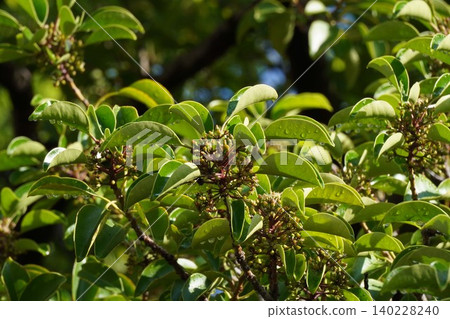 Ilex rotunda after flowering - May 2026 Ilex rotunda after flowering - May 2026 140228240