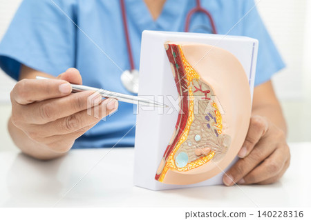 doctor holding female breast human anatomy model. doctor holding female breast human anatomy model. 140228316