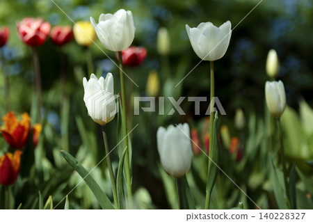 Elegant white tulipa gesneriana flowers blooming in a spring Elegant white tulipa gesneriana flowers blooming in a spring 140228327