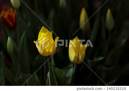 Two yellow kaufmanniana tulip flowers blooming outdoors Two yellow kaufmanniana tulip flowers blooming outdoors 140228328