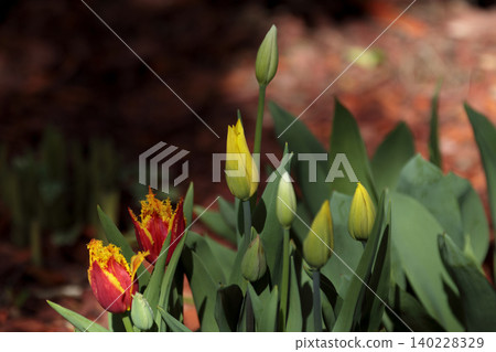 Fringed red and yellow tulipa crispa buds blooming on a garden Fringed red and yellow tulipa crispa buds blooming on a garden 140228329