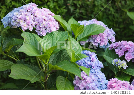 Lush blue and pink hydrangea bushes growing in a backyard Lush blue and pink hydrangea bushes growing in a backyard 140228331